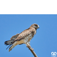 گونه عقاب مارخور Short-toed Eagle